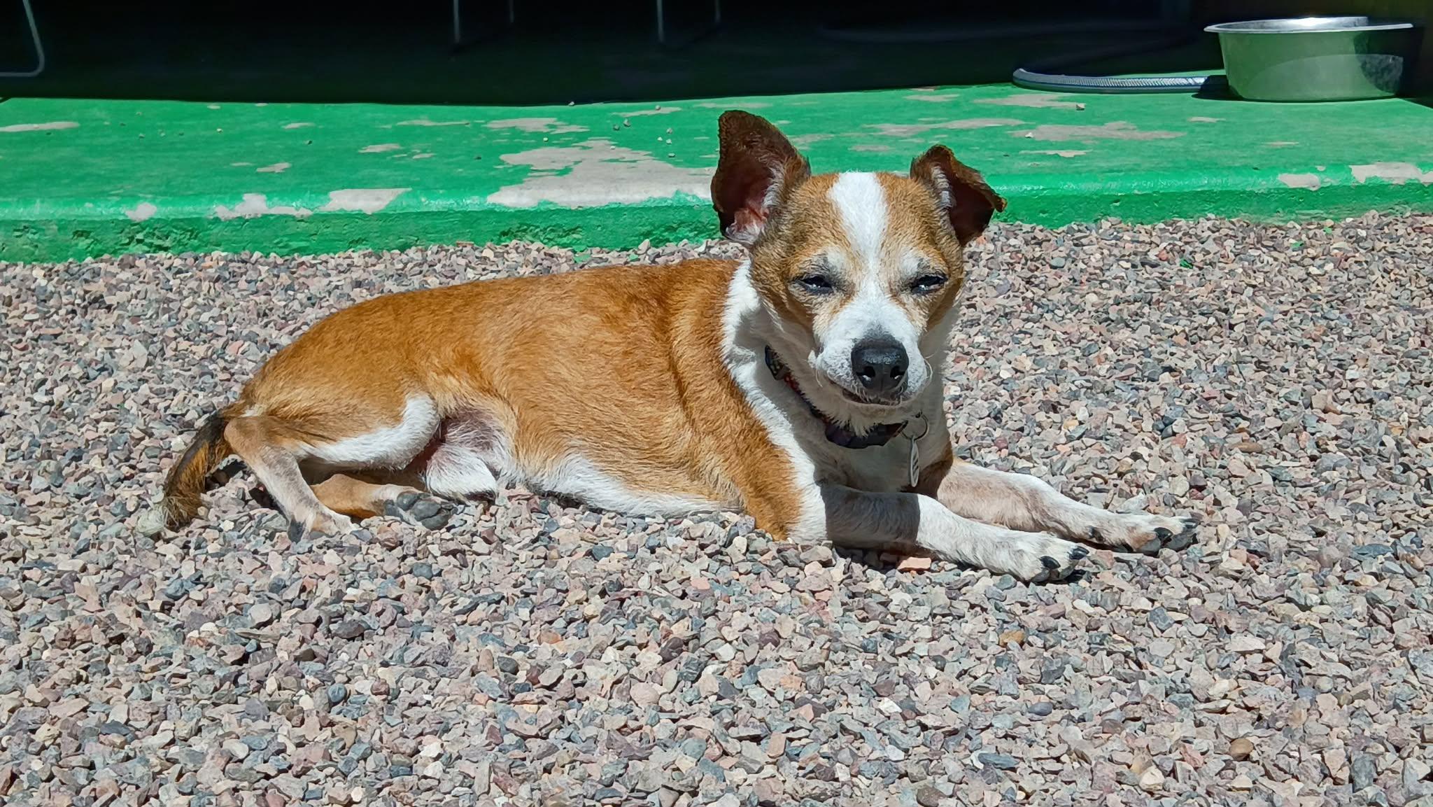 Enlarge Weezer, a ADOPTABLE Chihuahua in Phoenix, AZ image 6/6