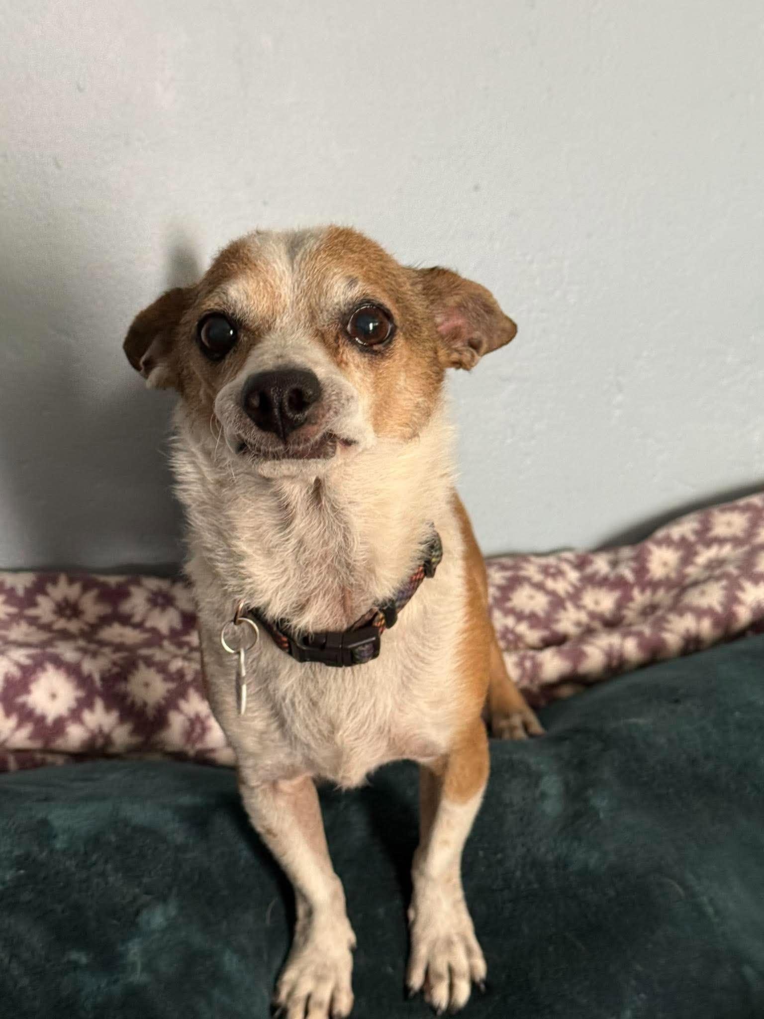 Enlarge Weezer, a ADOPTABLE Chihuahua in Phoenix, AZ image 6/6