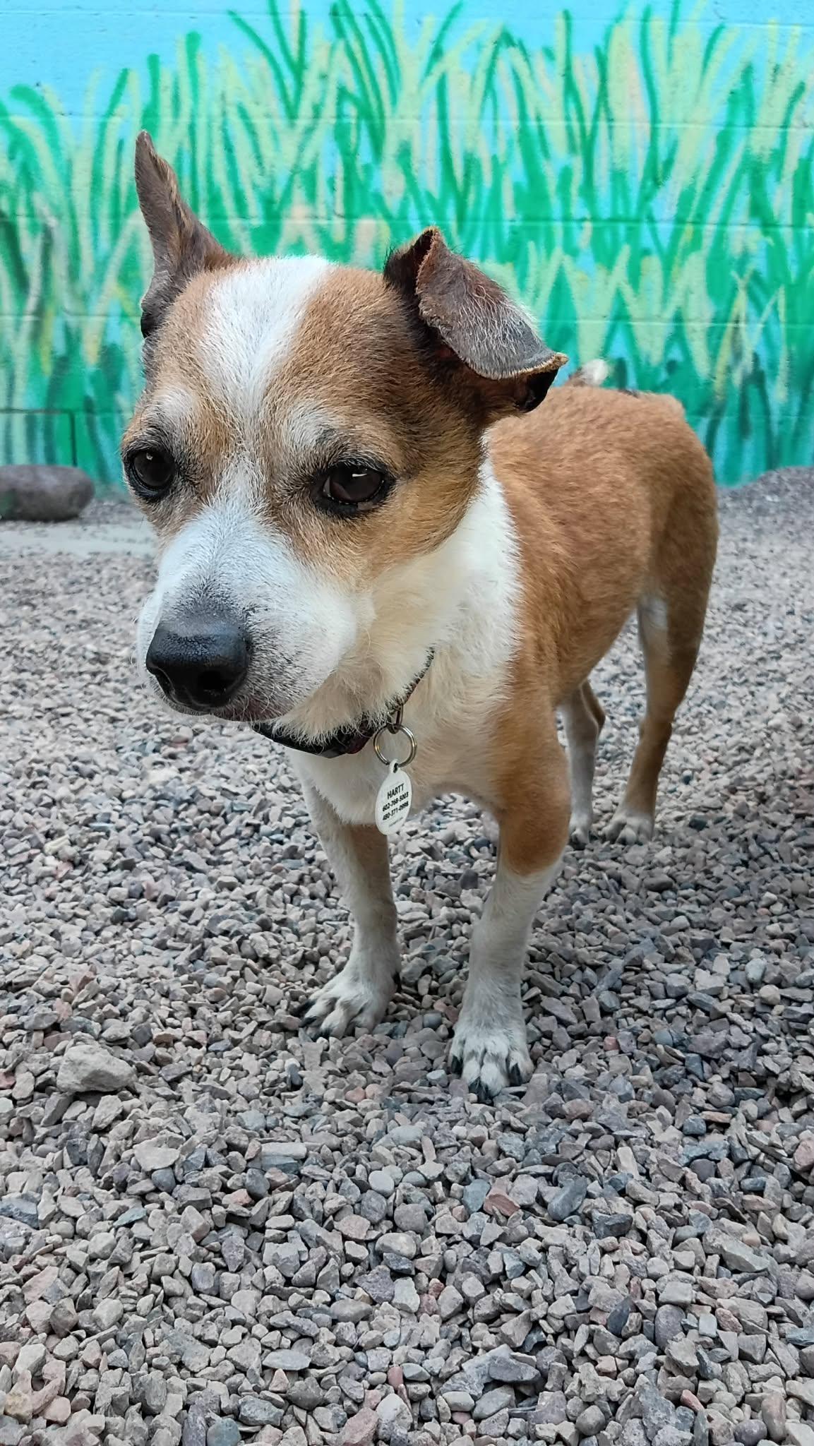 Enlarge Weezer, a ADOPTABLE Chihuahua in Phoenix, AZ image 3/6