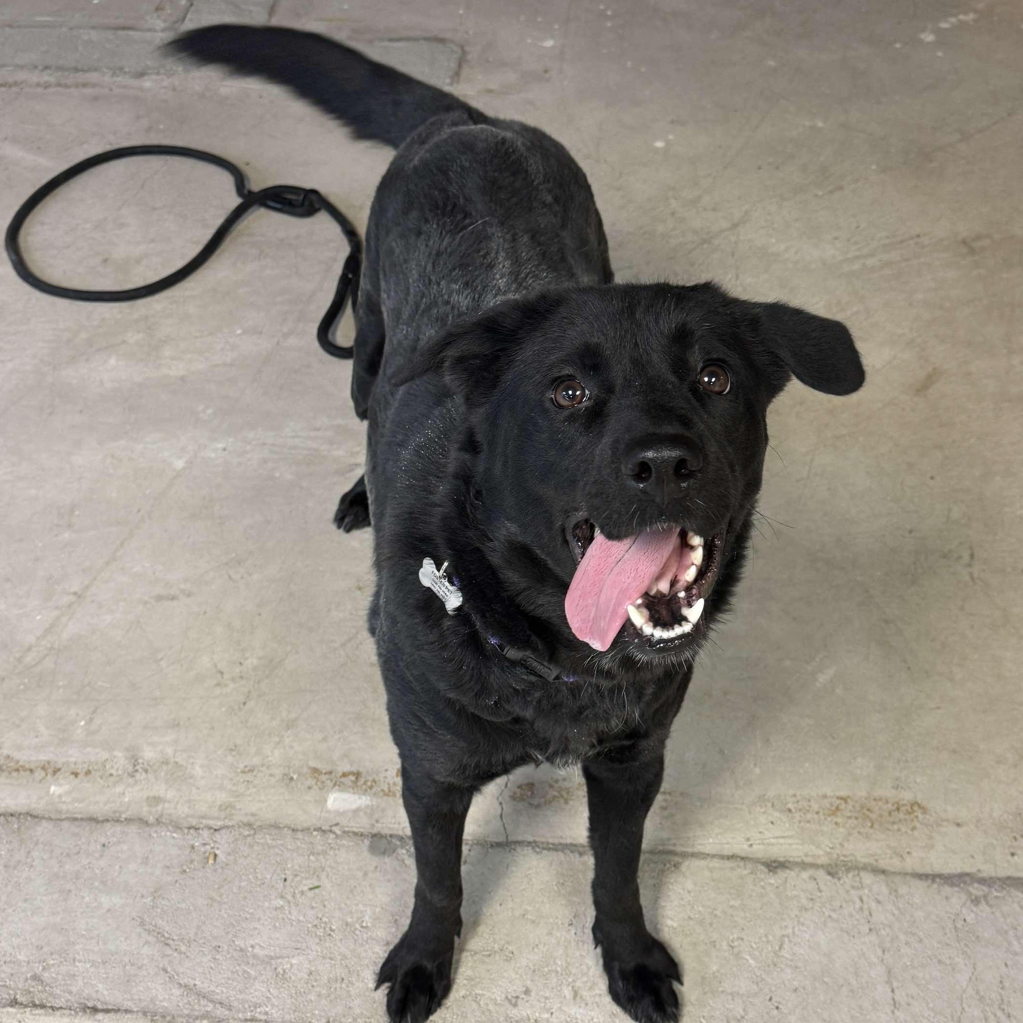 Rosie, Adoptable, Adult Female Black Labrador Retriever.