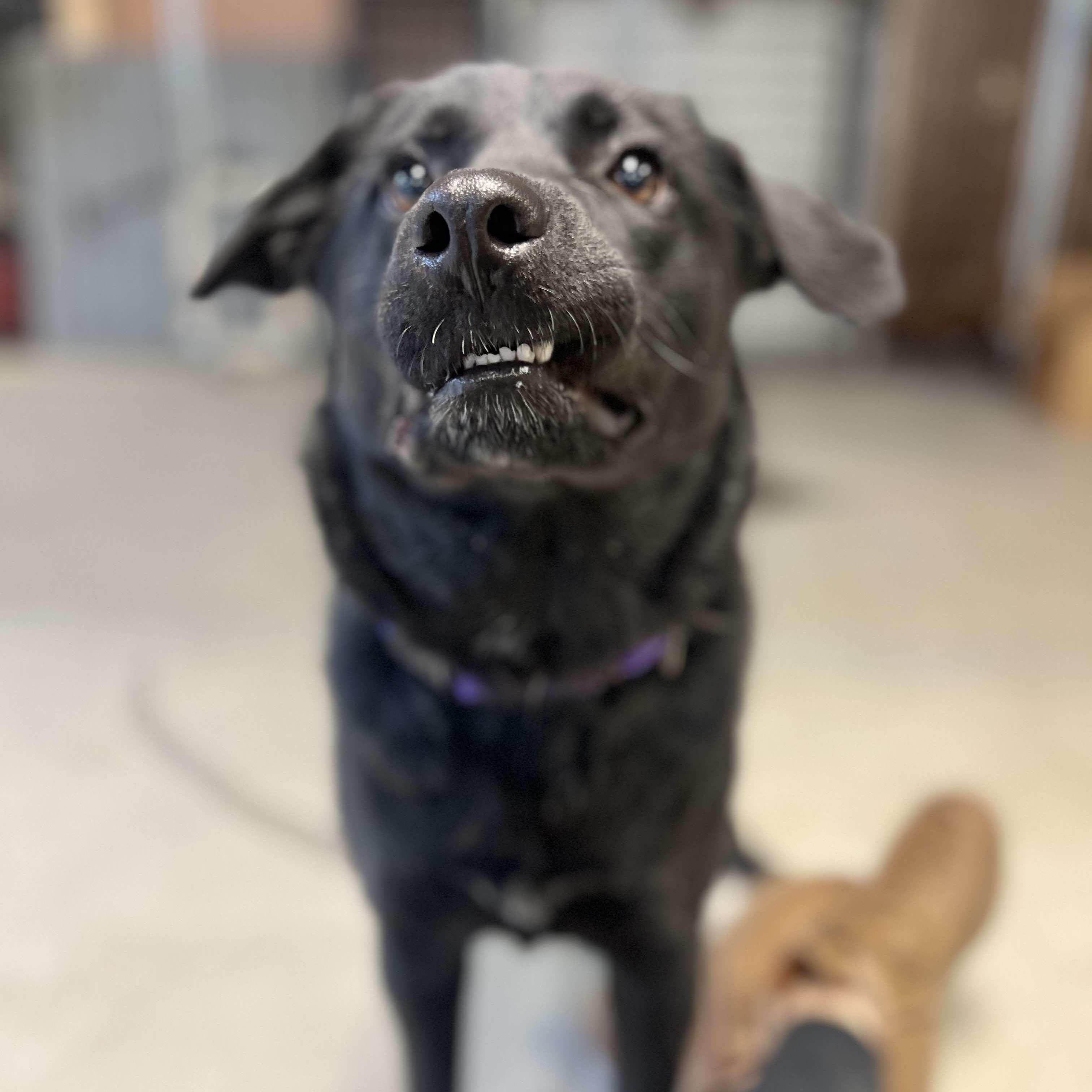 Enlarge Rosie, a Adoptable mixed breed in Grand Forks, ND image 2/5