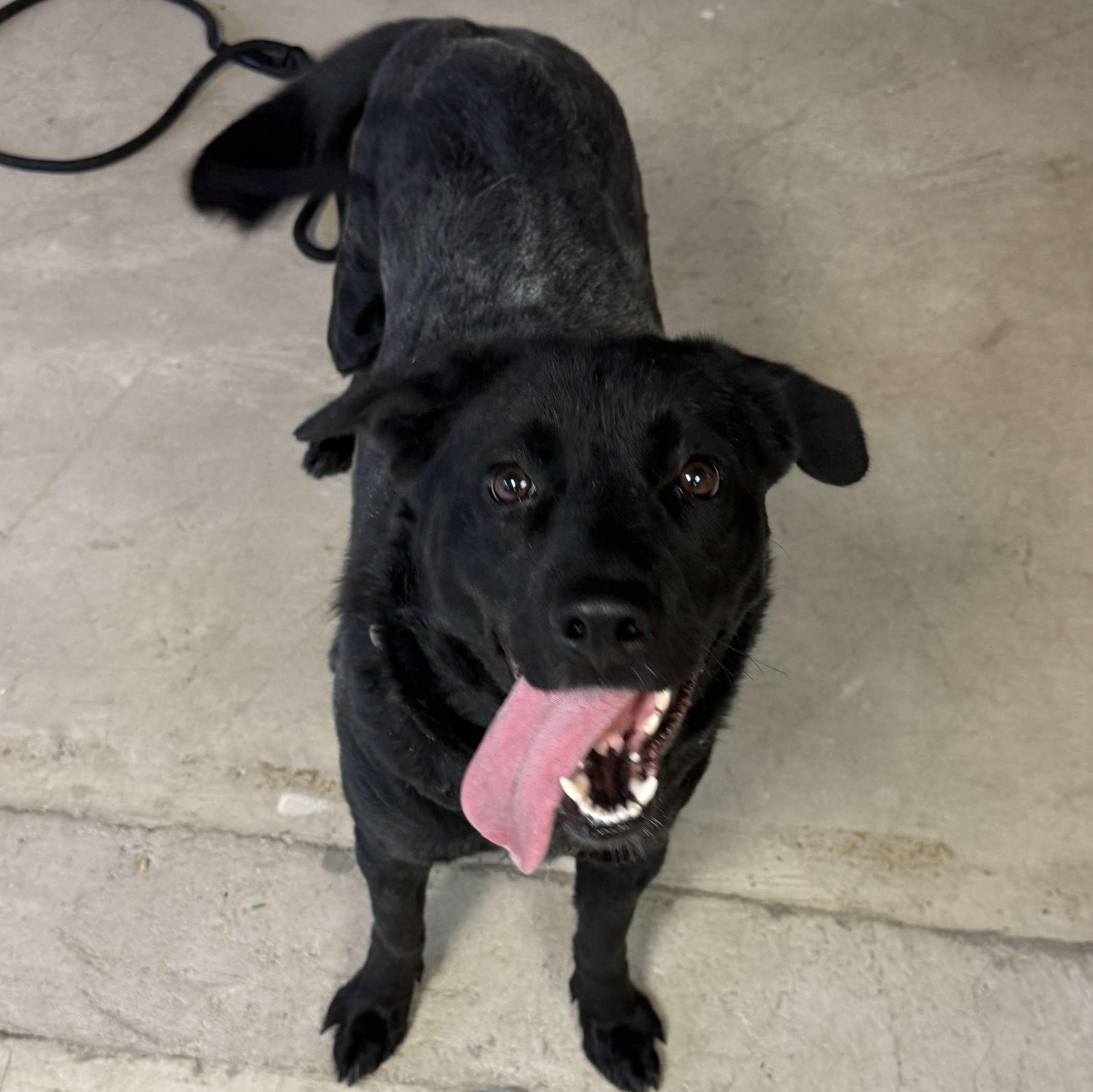 Enlarge Rosie, a Adoptable mixed breed in Grand Forks, ND image 3/5