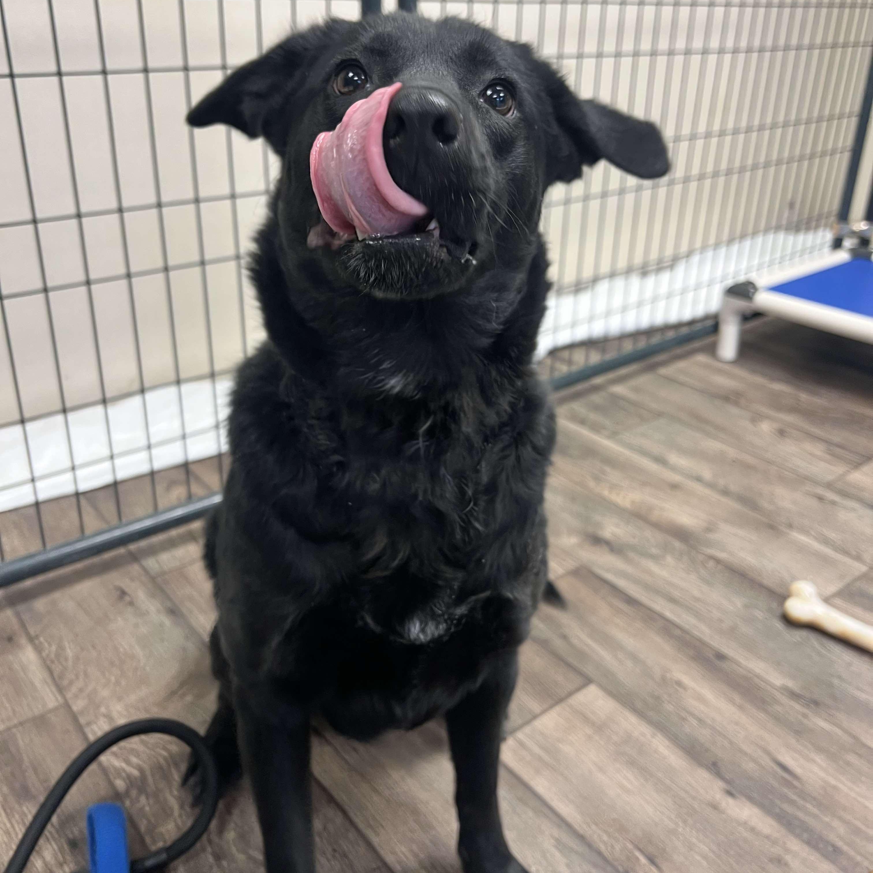 Enlarge Rosie, a Adoptable mixed breed in Grand Forks, ND image 4/5