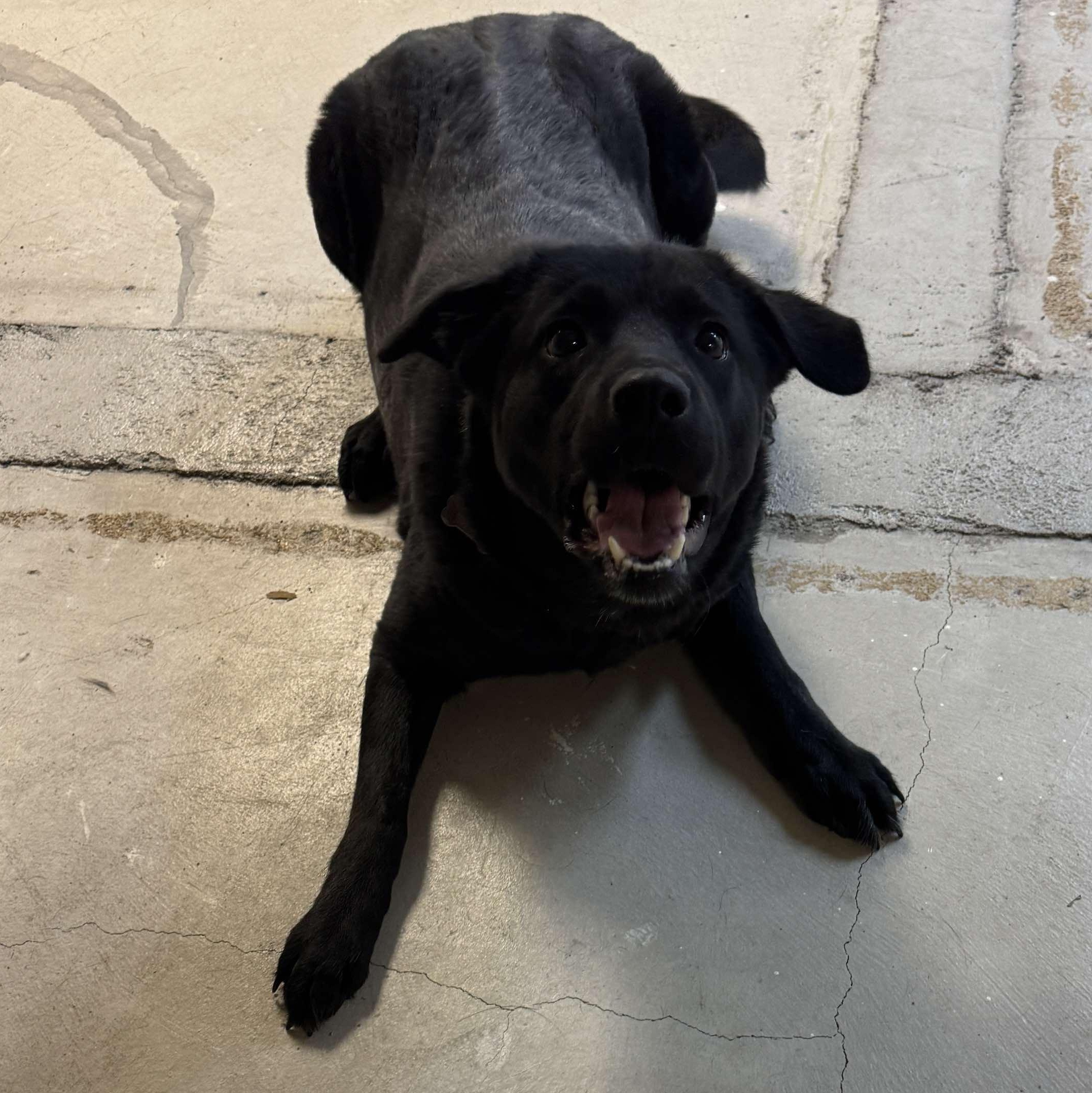 Enlarge Rosie, a Adoptable mixed breed in Grand Forks, ND image 5/5