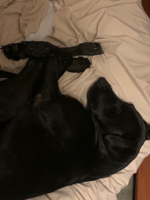 COAL 45 lb, a Adoptable mixed breed in Shawnee, OK image 1/10