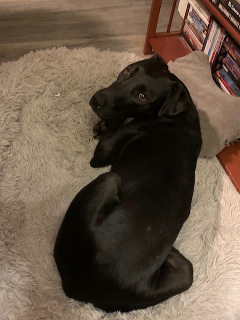 COAL 45 lb, a Adoptable mixed breed in Shawnee, OK image 2/10