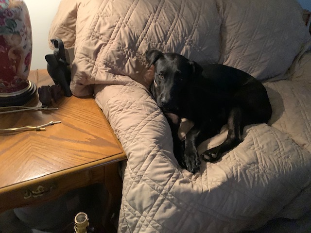 COAL 45 lb, a Adoptable mixed breed in Shawnee, OK image 3/10