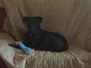 COAL  45 lb, an adoptable Labrador Retriever, Greyhound in Shawnee, OK, 74804 | Photo Image 1