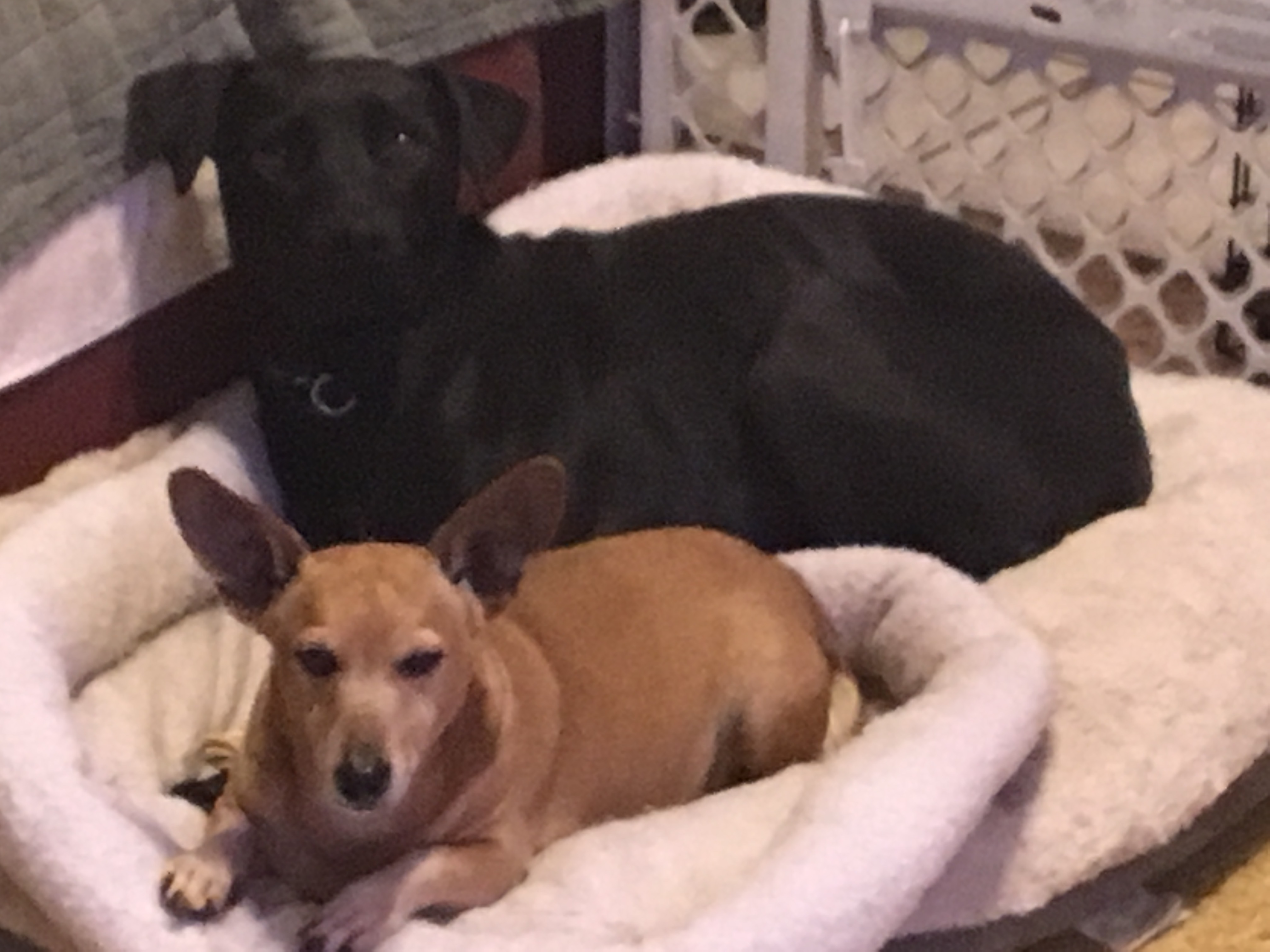 COAL 45 lb, a Adoptable mixed breed in Shawnee, OK image 5/10