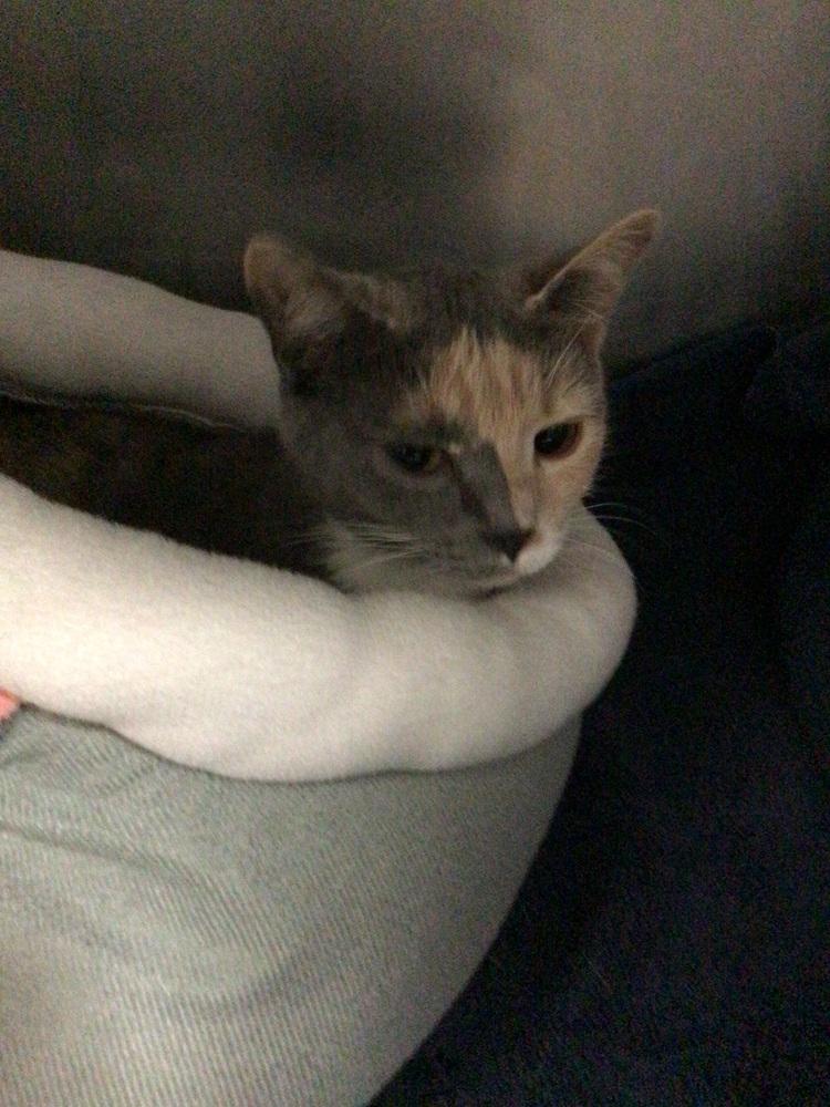 Enlarge sweetie, a Adoptable Domestic Short Hair in Logansport , IN image 1/2