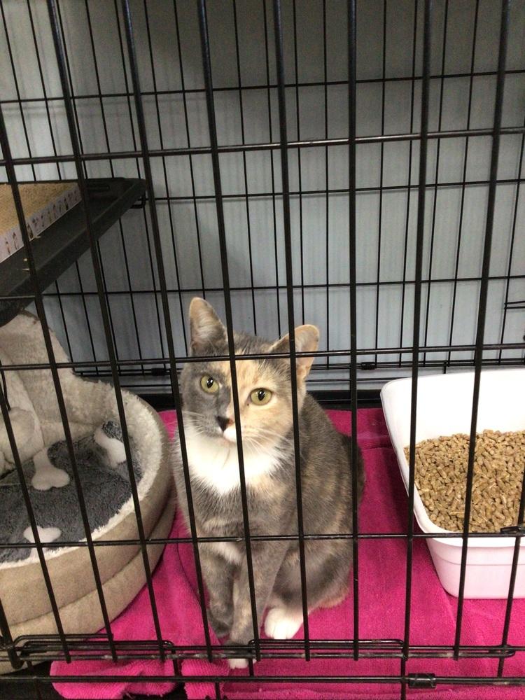 Enlarge sweetie, a Adoptable Domestic Short Hair in Logansport , IN image 2/2