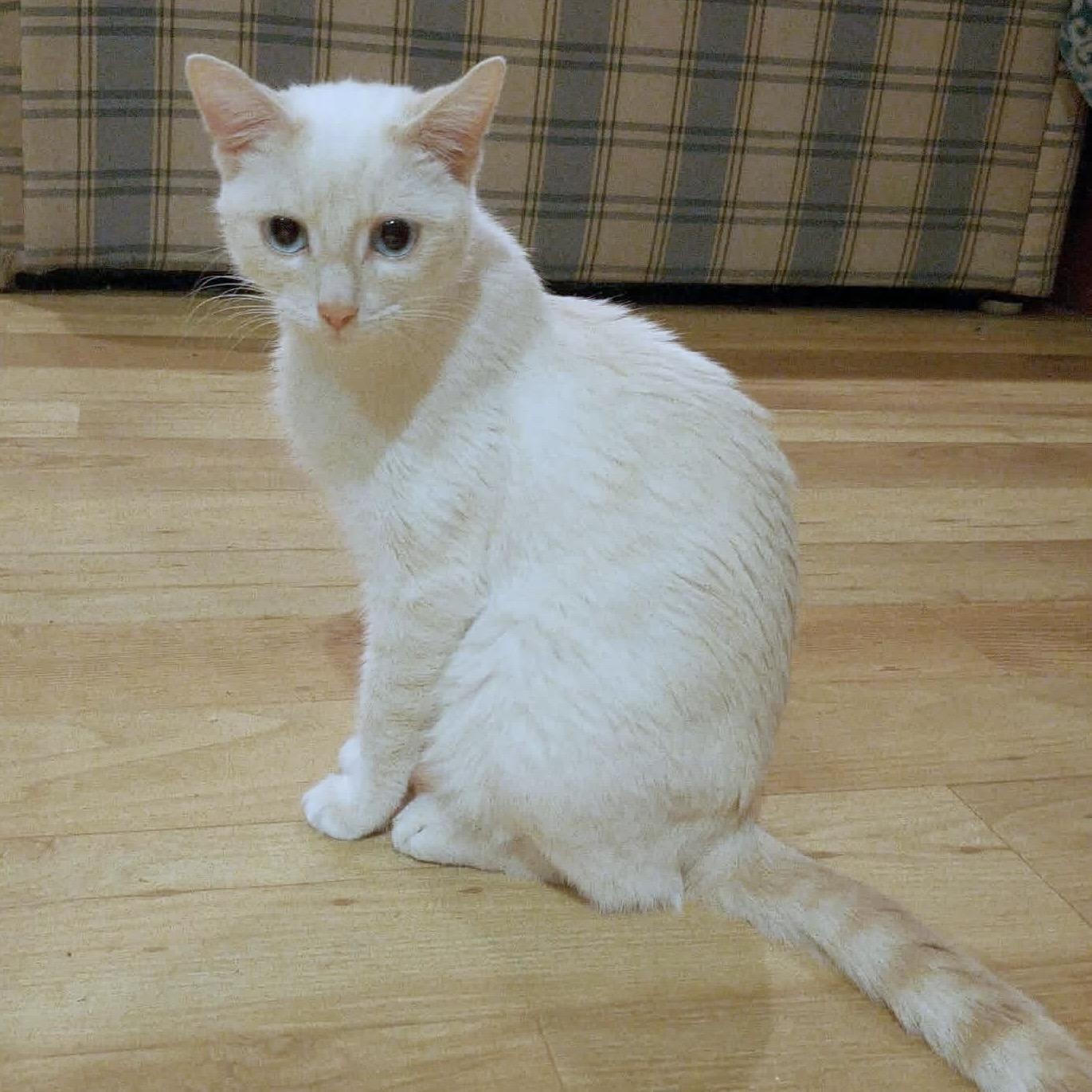 Enlarge Embra, a Adoptable Domestic Short Hair in Winnipeg, MB image 2/4