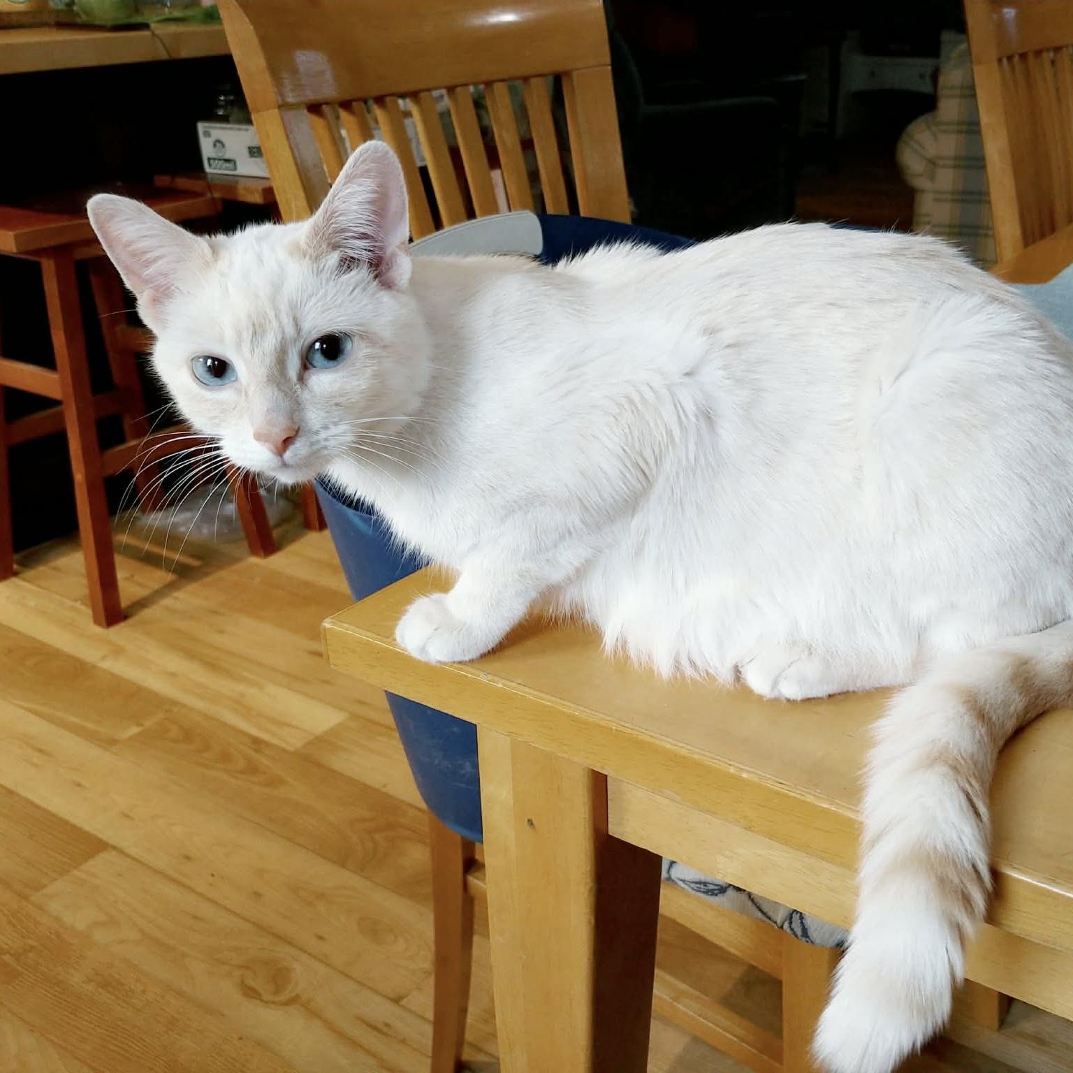 Enlarge Embra, a Adoptable Domestic Short Hair in Winnipeg, MB image 3/4