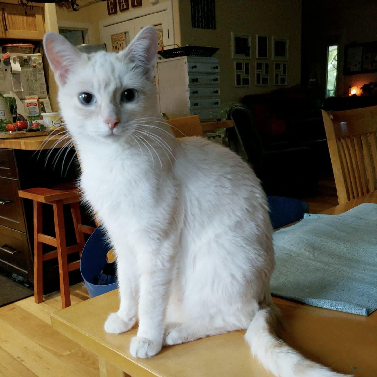 Enlarge Embra, a Adoptable Domestic Short Hair in Winnipeg, MB image 4/4