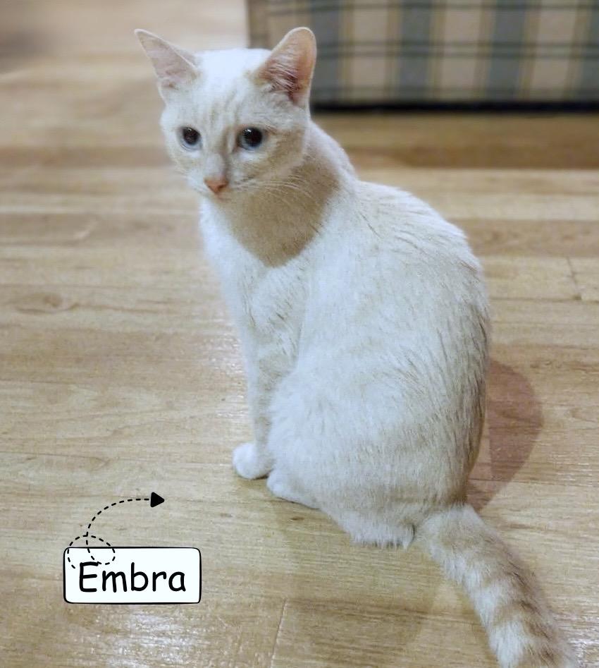 Enlarge Embra, a Adoptable Domestic Short Hair in Winnipeg, MB image 1/4