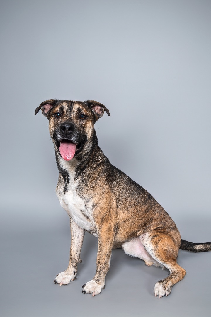 Bruno, Adopted, Young Male German Shepherd Dog & Mountain Cur.