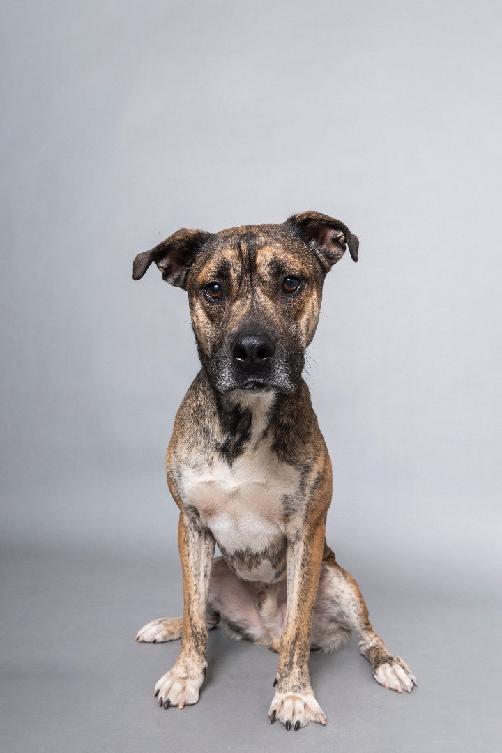 Bruno, a Adopted mixed breed in Phoenix, AZ image 2/11