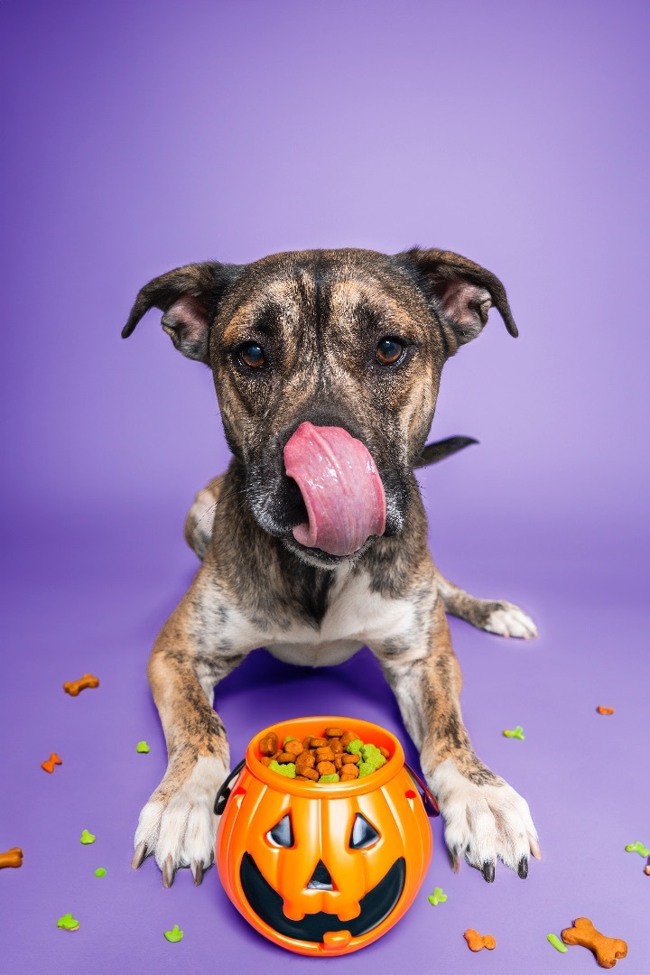 Bruno, a Adopted mixed breed in Phoenix, AZ image 3/11