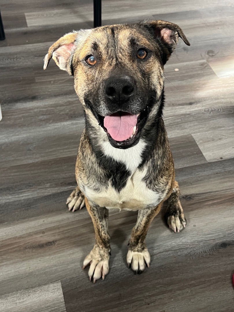 Bruno, a Adopted mixed breed in Phoenix, AZ image 4/11