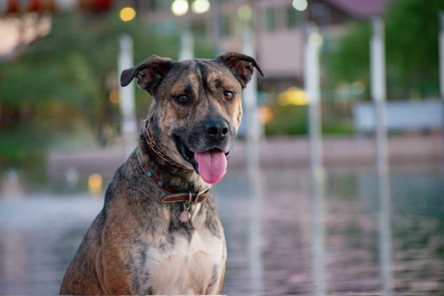 Bruno, a Adopted mixed breed in Phoenix, AZ image 6/11