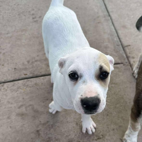 Jasmine, an adoptable Mixed Breed in BUTTE, MT, 59701 | Photo Image 2