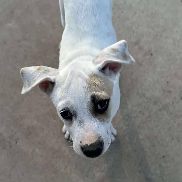 Jasmine, an adoptable Mixed Breed in BUTTE, MT, 59701 | Photo Image 6