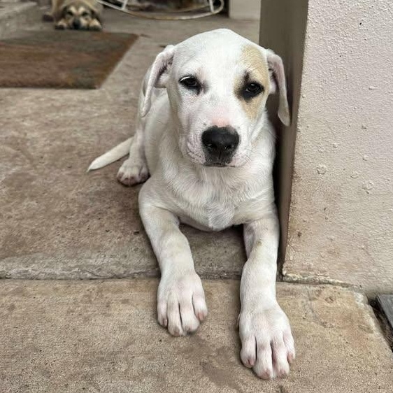 Jasmine, an adoptable Mixed Breed in BUTTE, MT, 59701 | Photo Image 4