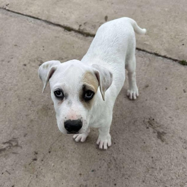 Jasmine, an adoptable Mixed Breed in BUTTE, MT, 59701 | Photo Image 1