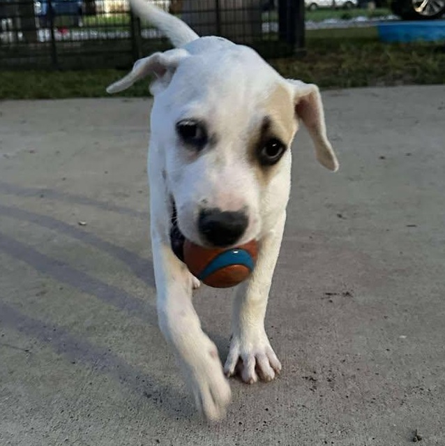 Jasmine, an adoptable Mixed Breed in BUTTE, MT, 59701 | Photo Image 3