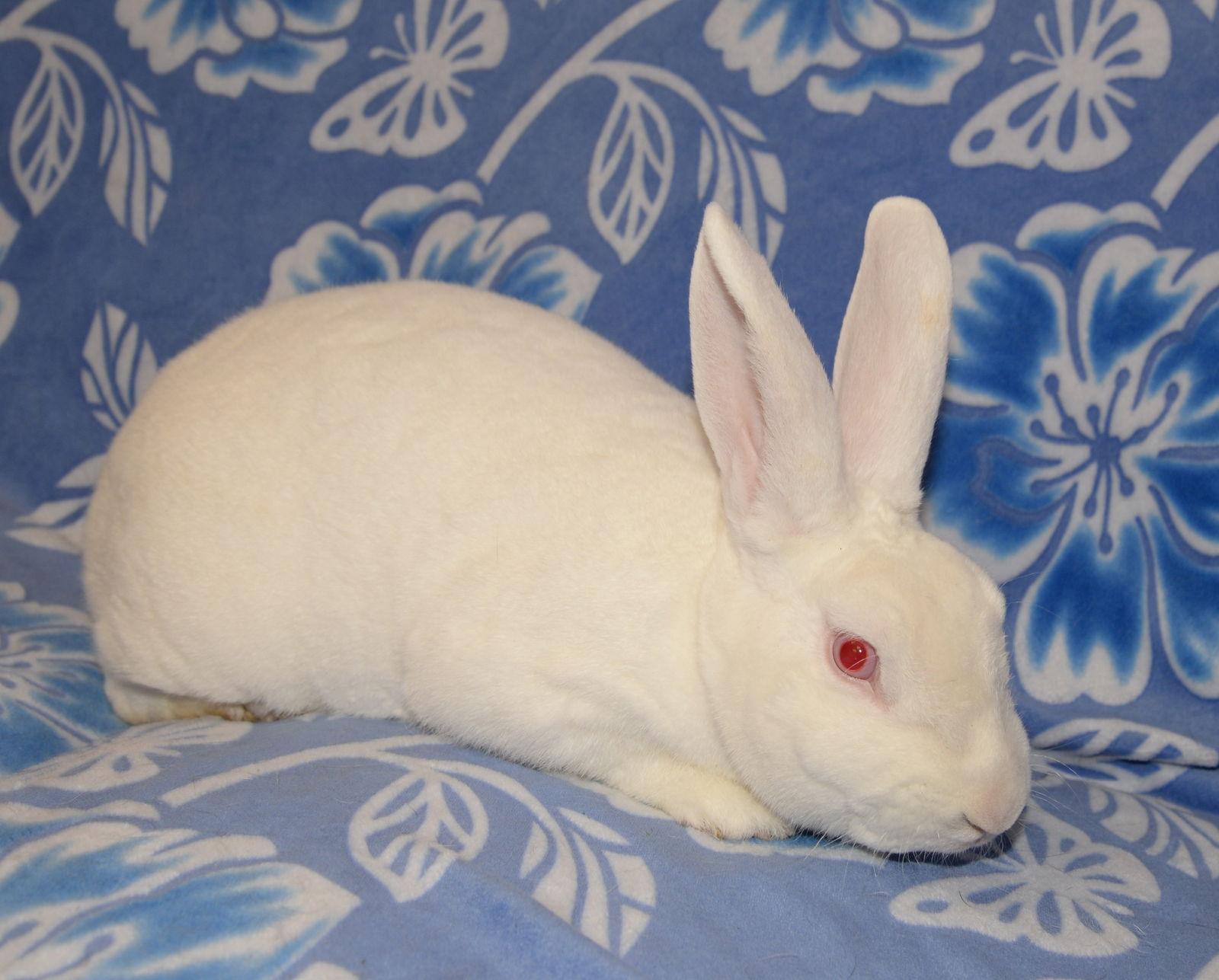 Lamar and Luther, Adoptable, Young Male Florida White & Mini Rex.
