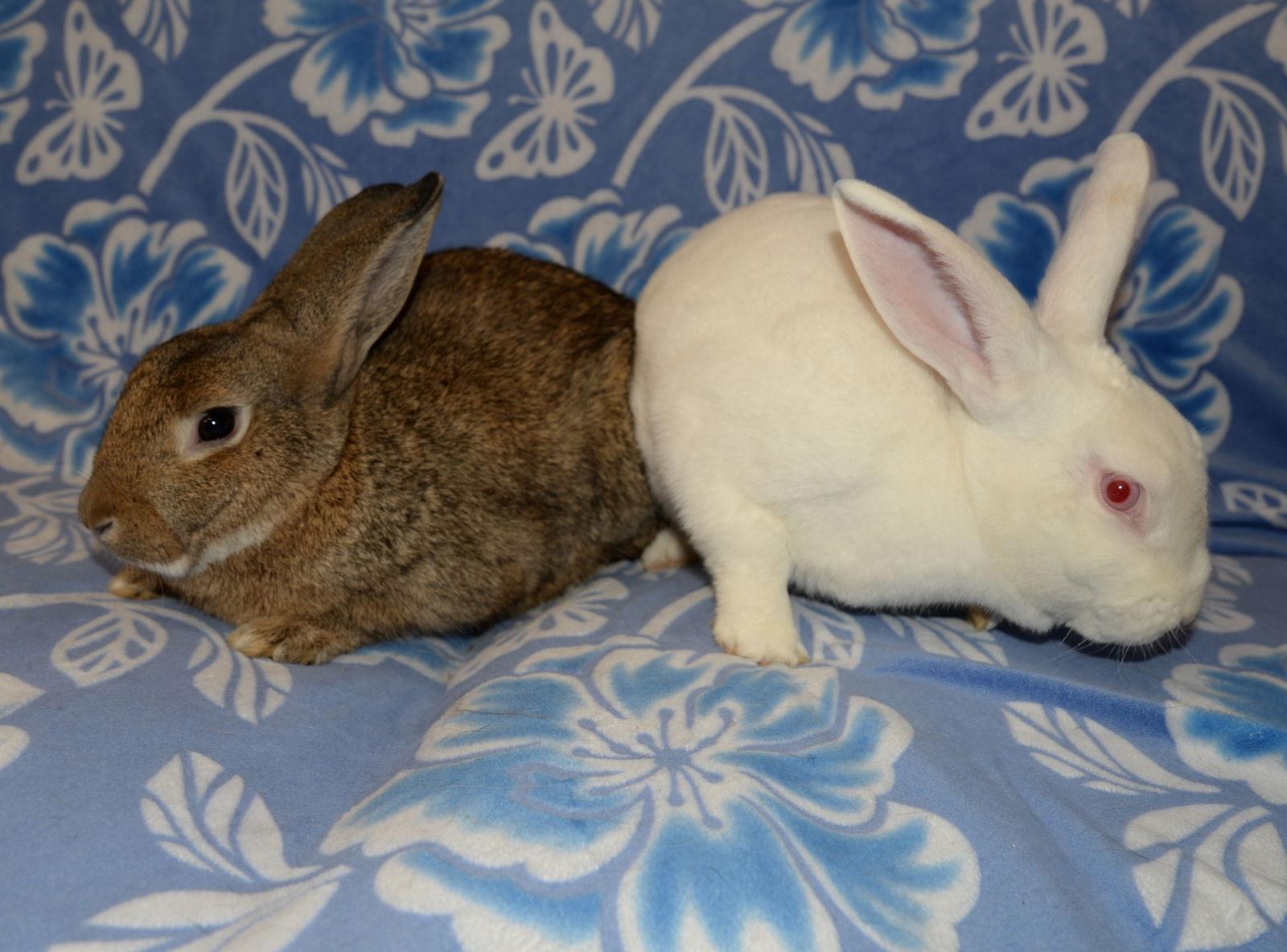 Enlarge Lamar and Luther, a Adoptable mixed breed in Chesterfield, MO image 2/6