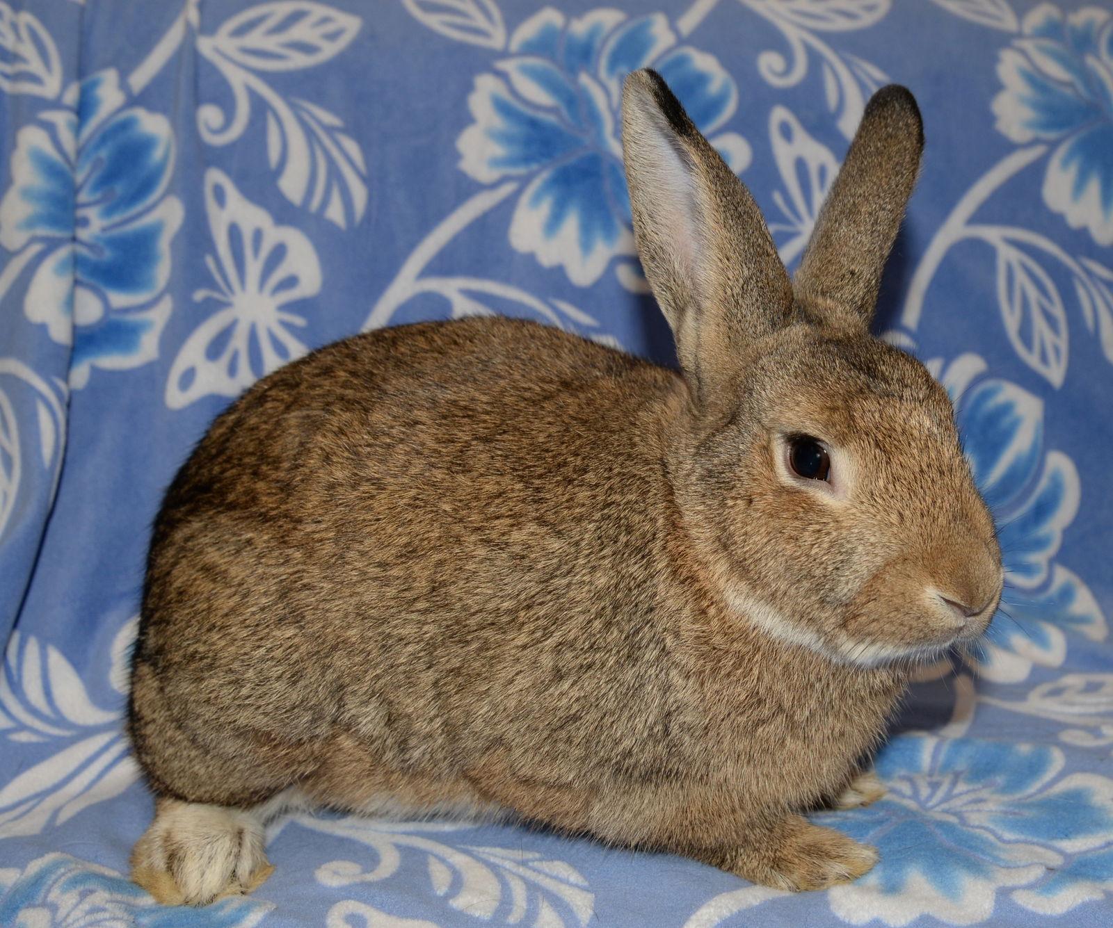 Enlarge Lamar and Luther, a Adoptable mixed breed in Chesterfield, MO image 3/6