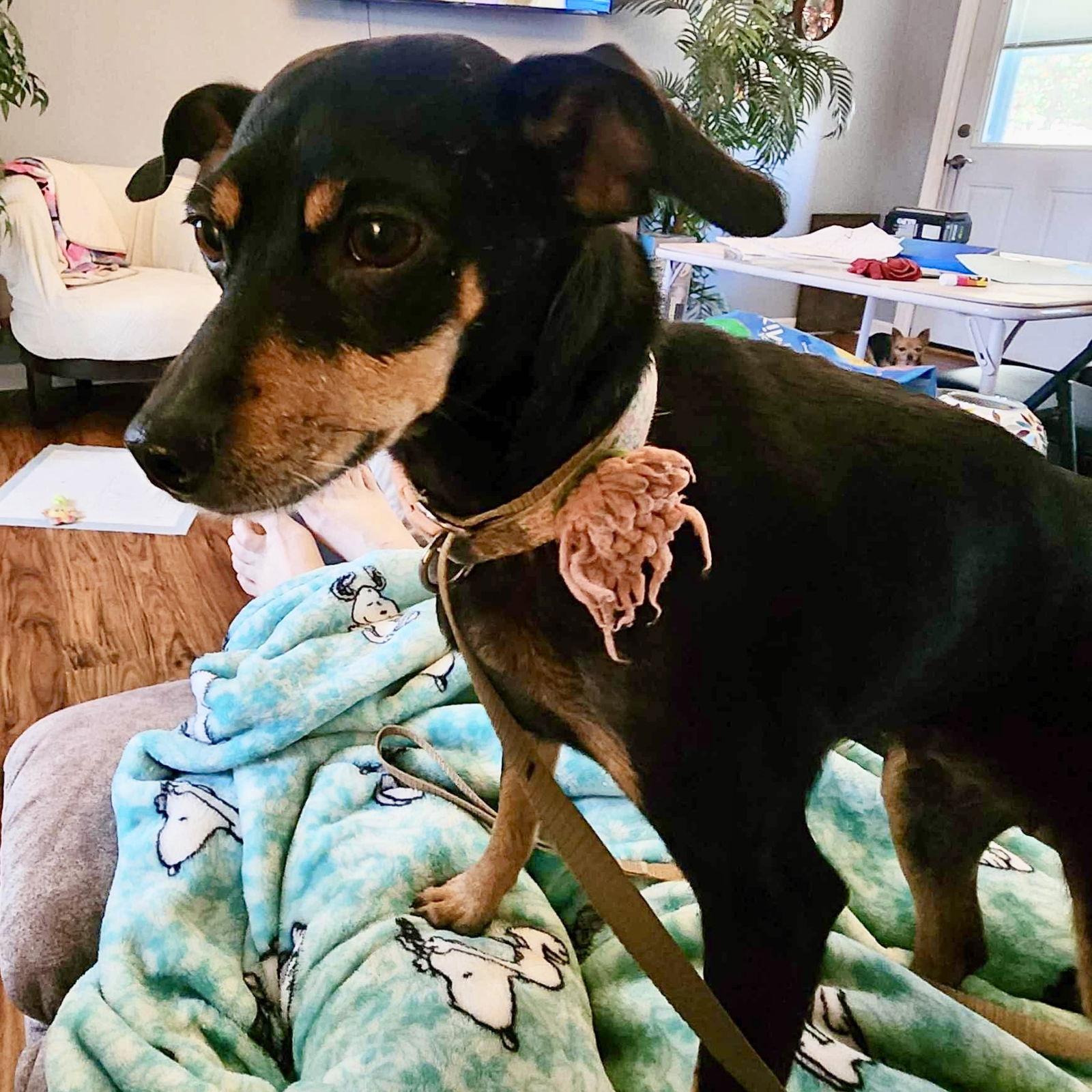 Cherry, Adoptable, Senior Female Miniature Pinscher.