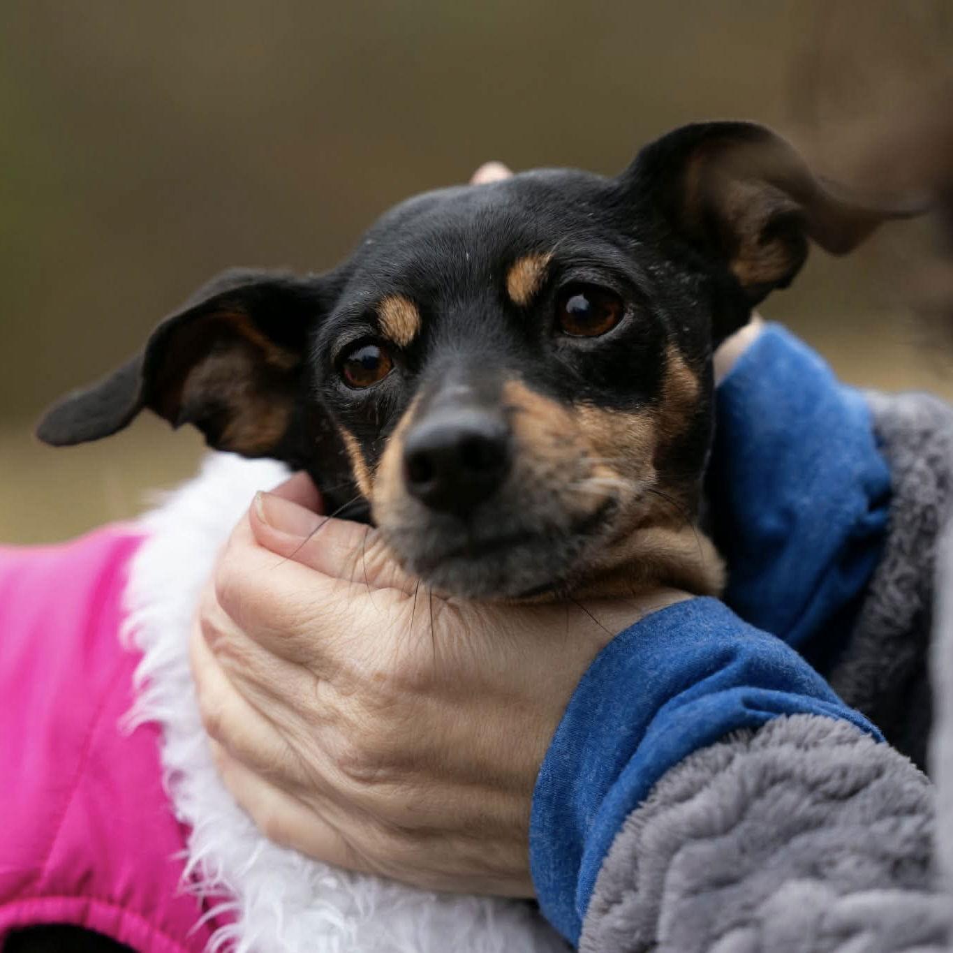 Enlarge Cherry, a Adoptable Miniature Pinscher in Garner, NC image 1/3