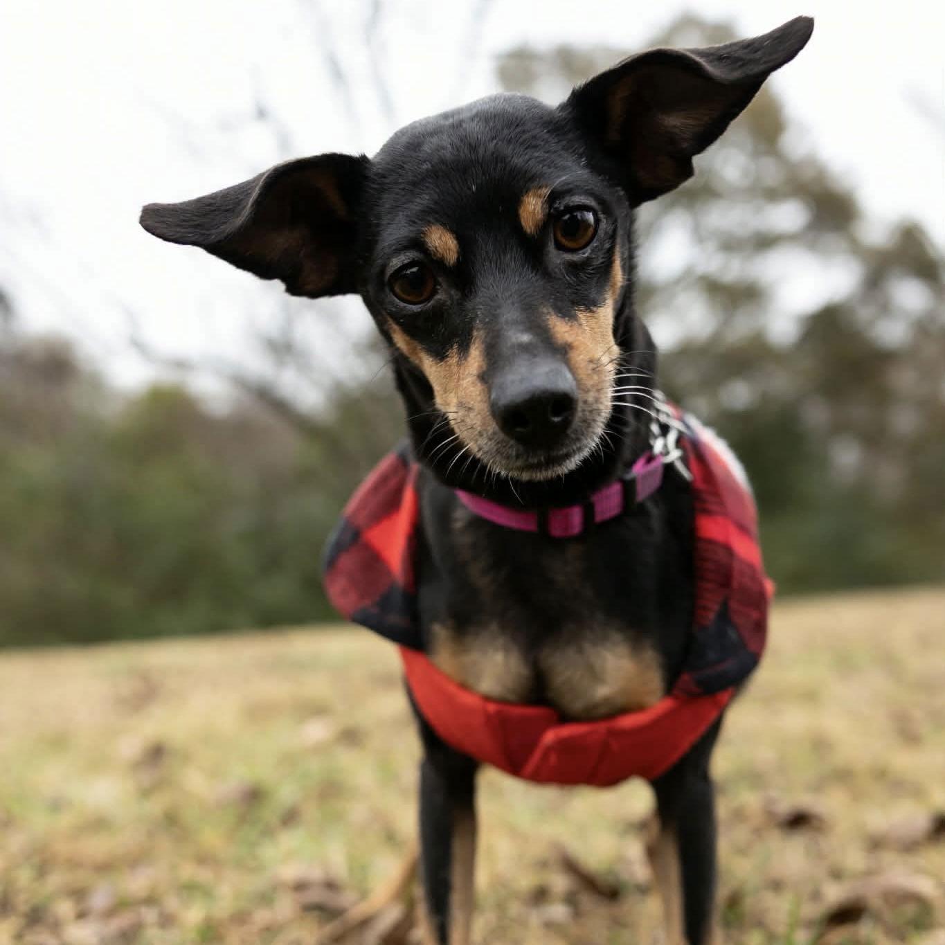 Enlarge Cherry, a Adoptable Miniature Pinscher in Garner, NC image 2/3