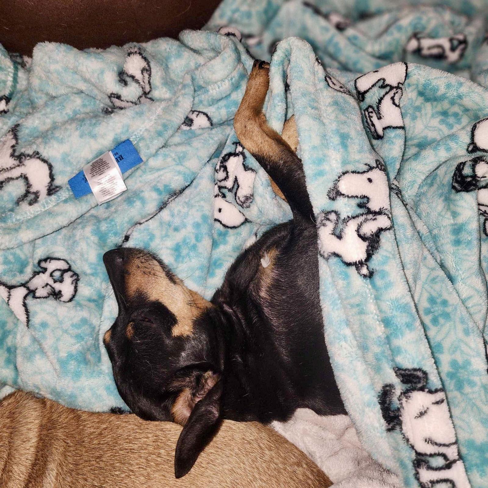 Cherry, a Adoptable Miniature Pinscher in Garner, NC image 2/3