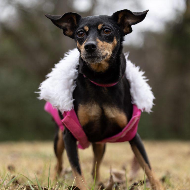 Enlarge Cherry, a Adoptable Miniature Pinscher in Garner, NC image 3/3