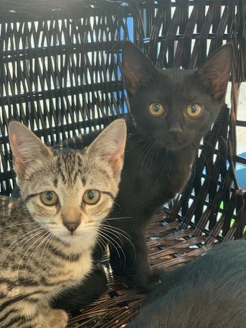 Dusk, Adoptable, Adult Female Domestic Short Hair.