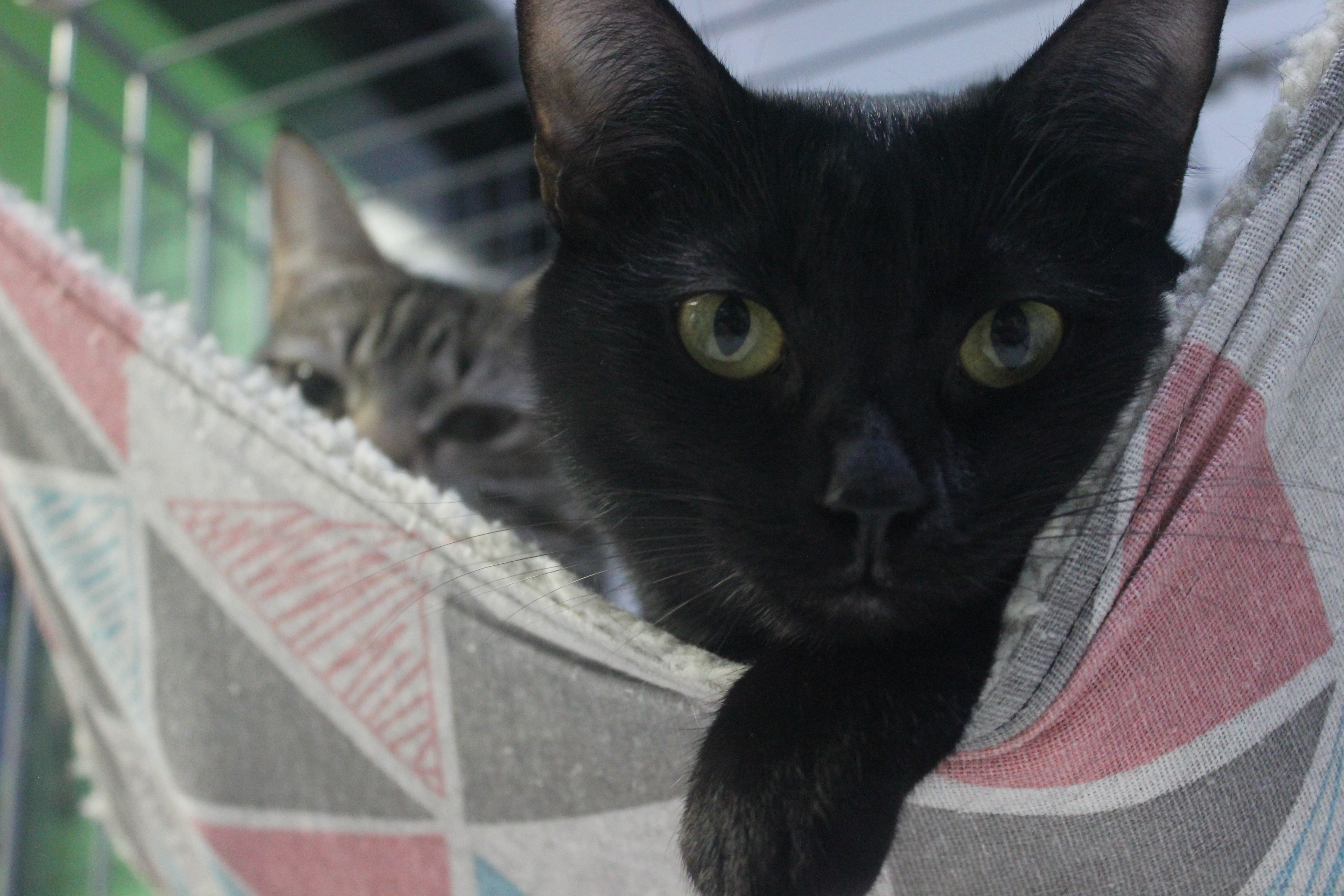 Dusk, a Adoptable mixed breed in Zebulon, NC image 2/10