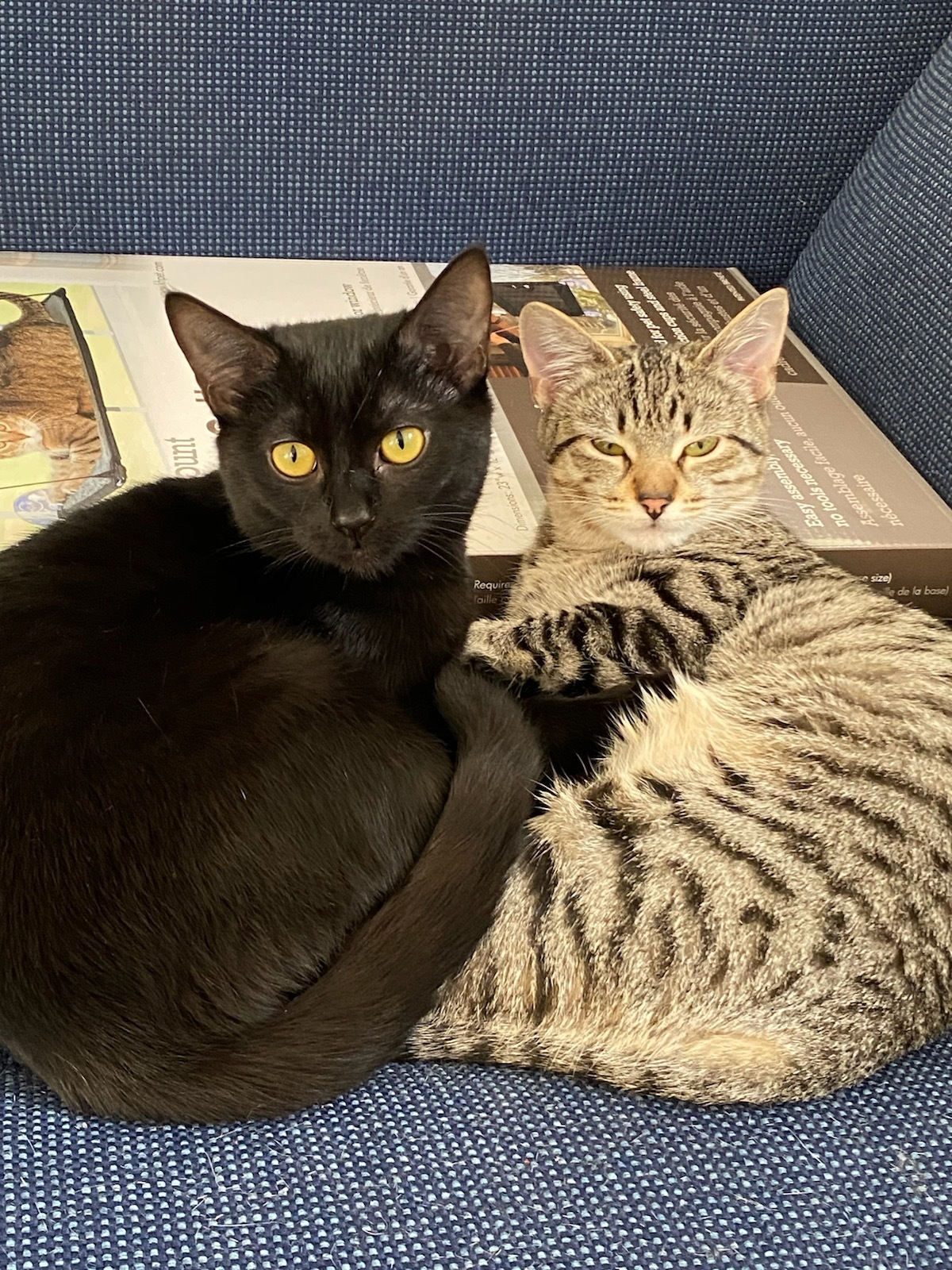 Dusk, a Adoptable mixed breed in Zebulon, NC image 3/10