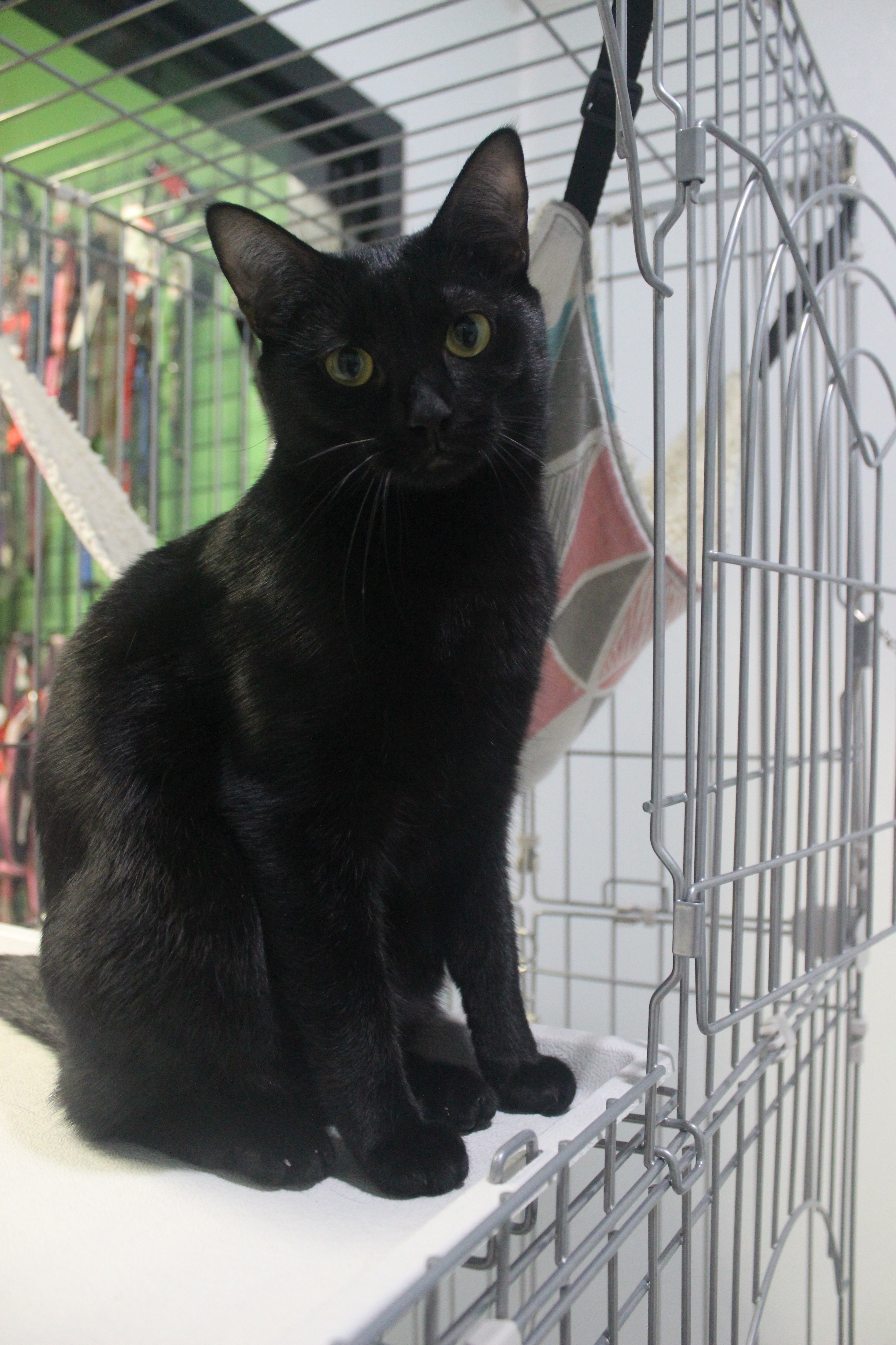 Dusk, a Adoptable mixed breed in Zebulon, NC image 5/10