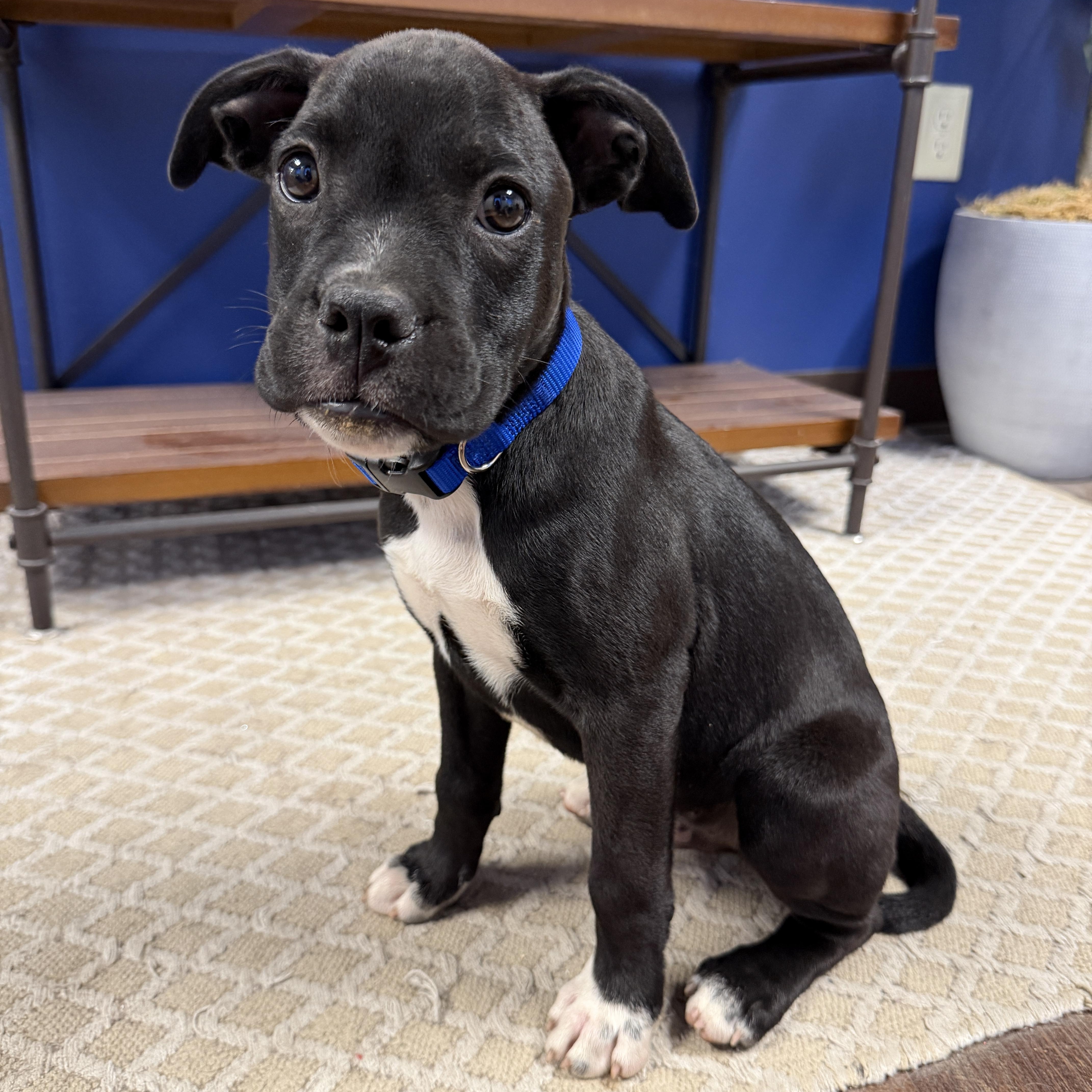 Enlarge SILAS, a Adoptable mixed breed in Malvern, PA image 3/4