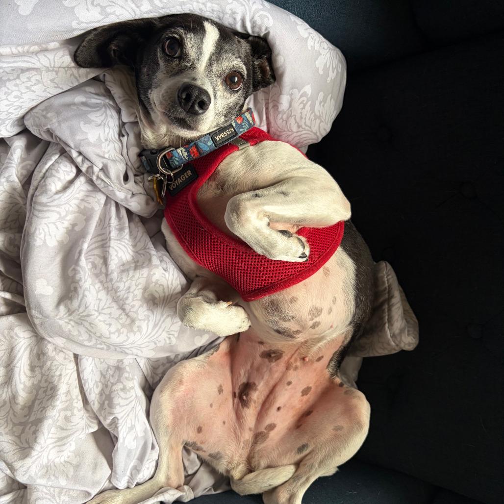 Enlarge Minnie, a Adoptable Rat Terrier in Ramona, CA image 1/5