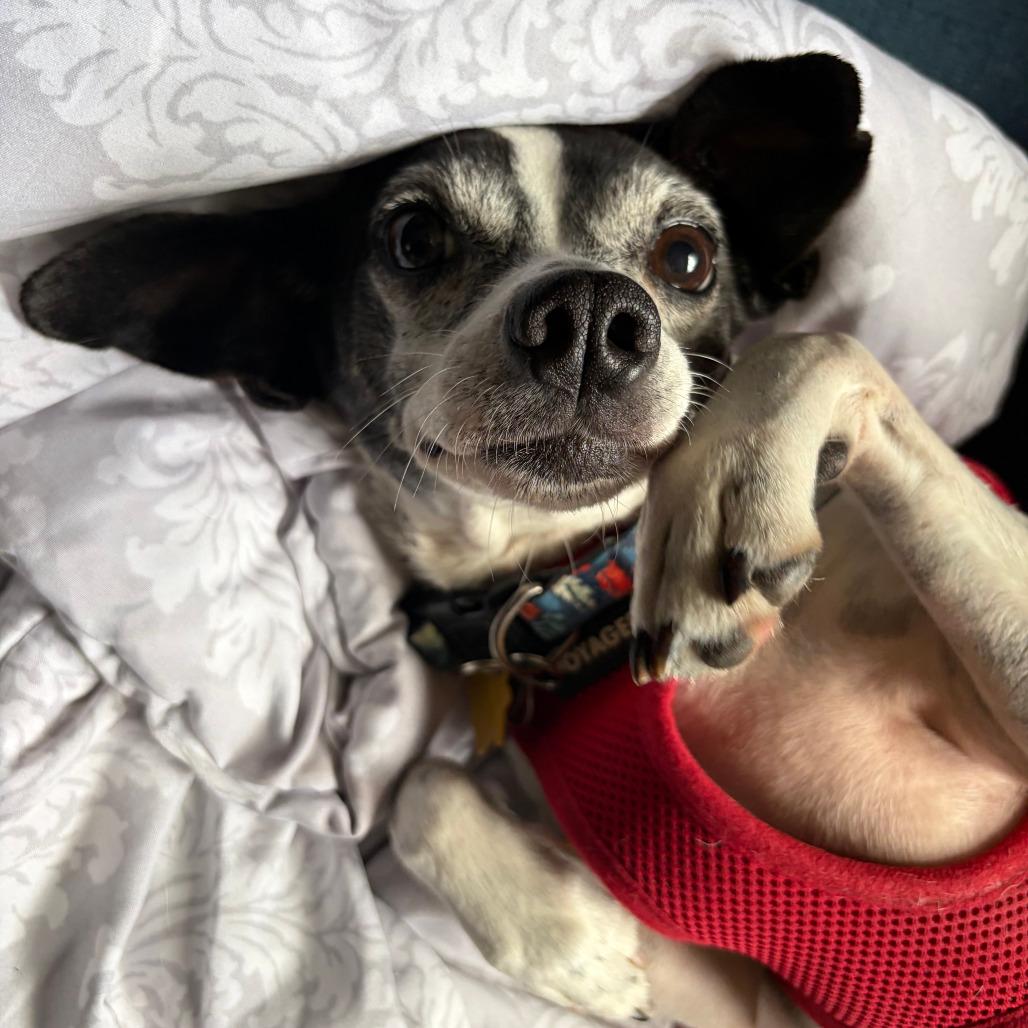 Enlarge Minnie, a Adoptable Rat Terrier in Ramona, CA image 2/5