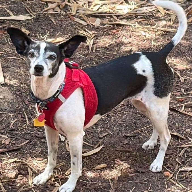 Enlarge Minnie, a Adoptable Rat Terrier in Ramona, CA image 3/5