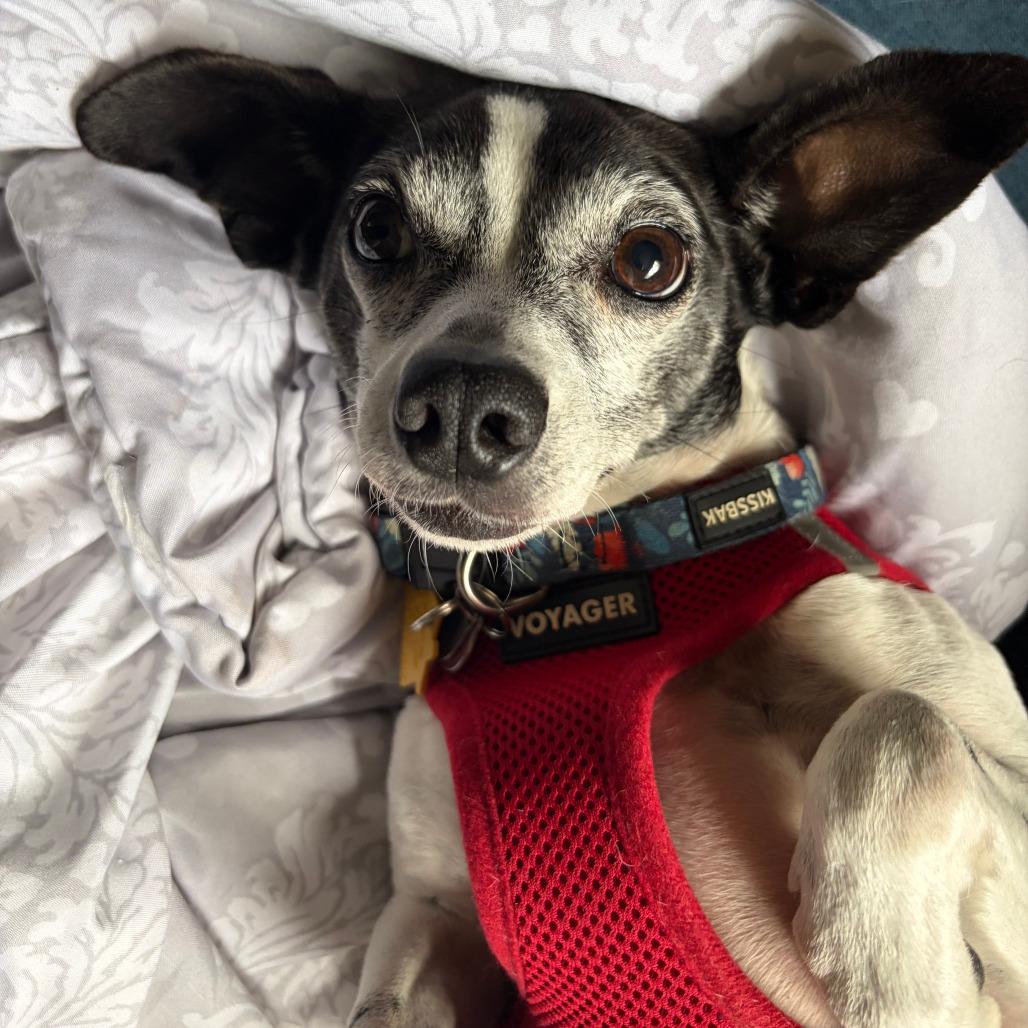 Enlarge Minnie, a Adoptable Rat Terrier in Ramona, CA image 4/5