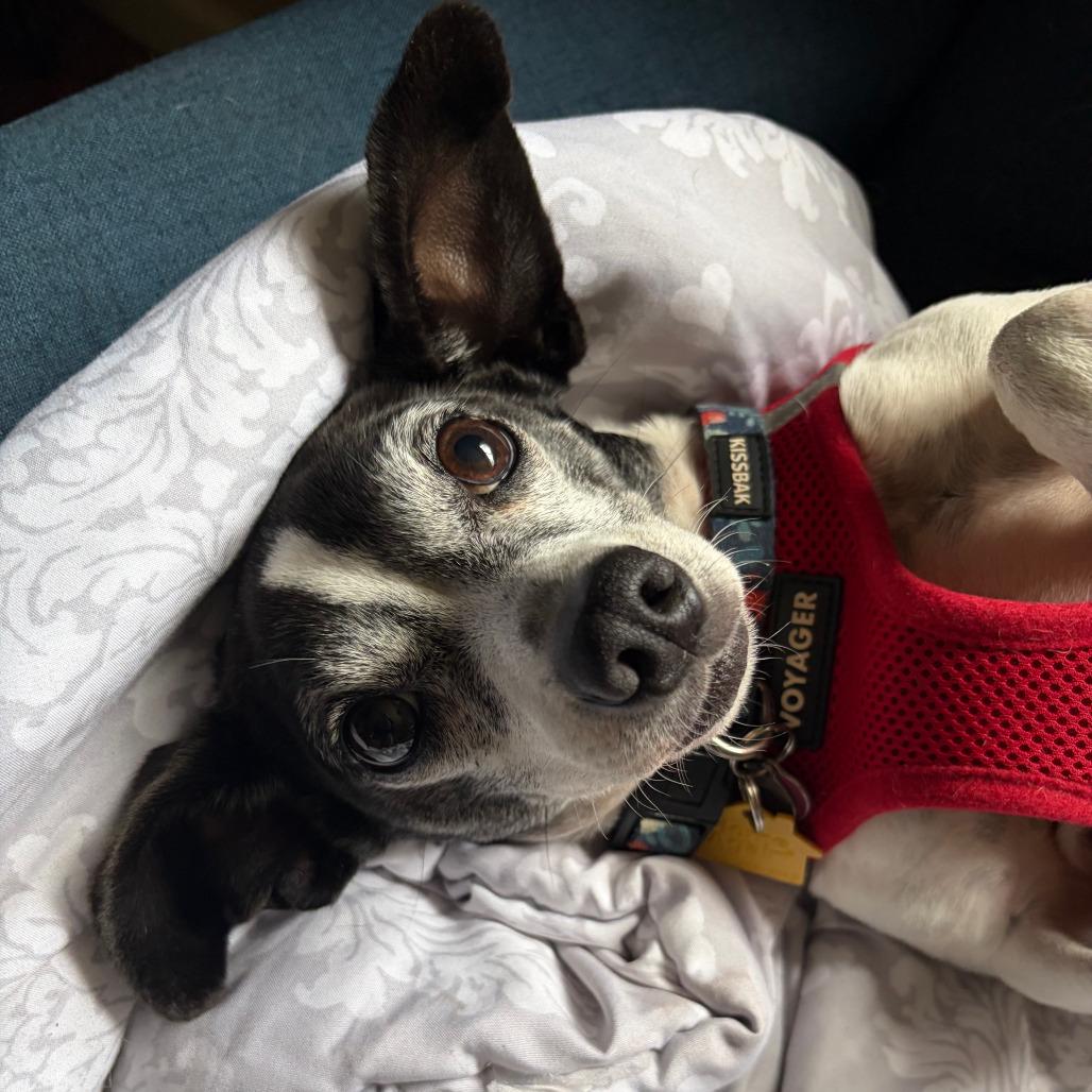 Enlarge Minnie, a Adoptable Rat Terrier in Ramona, CA image 5/5