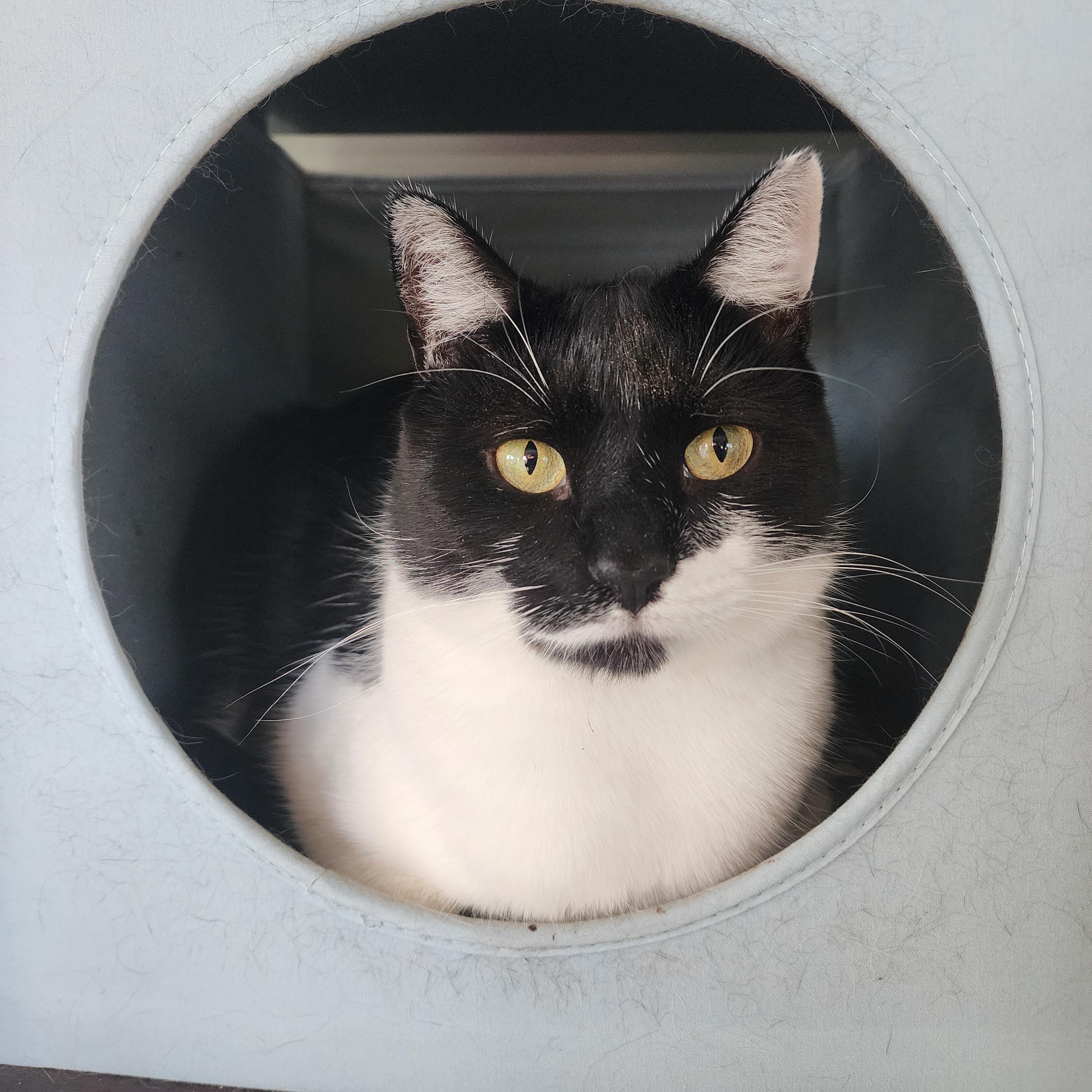 Gomer (bonded to Baby Doll), a Adoptable Domestic Short Hair in Middlesex, NJ image 1/2