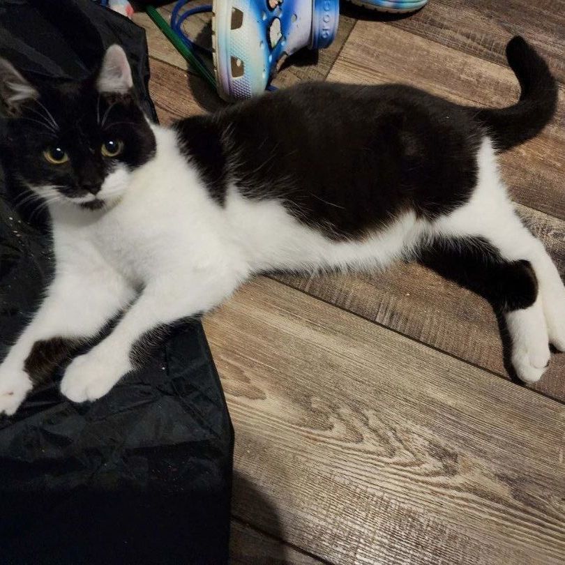 Gomer Pyle, a Adoptable Domestic Short Hair in Middlesex, NJ image 2/4