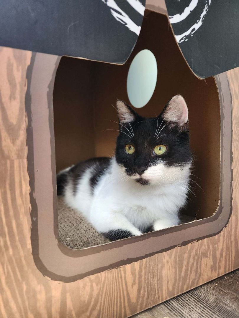 Gomer Pyle, a Adoptable Domestic Short Hair in Middlesex, NJ image 3/4